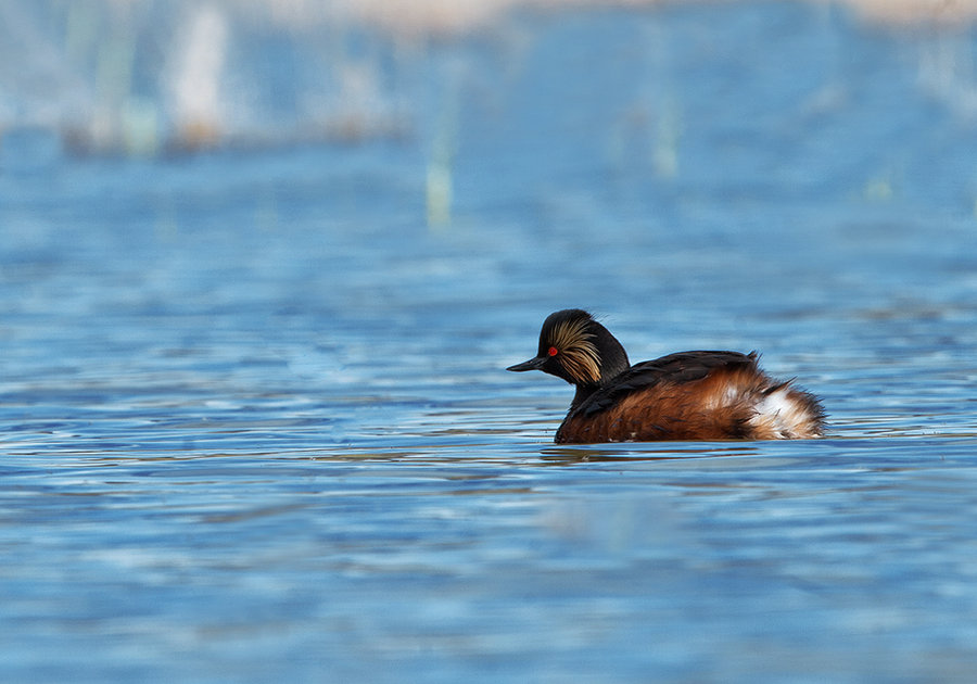 水生生态系统恢复技术