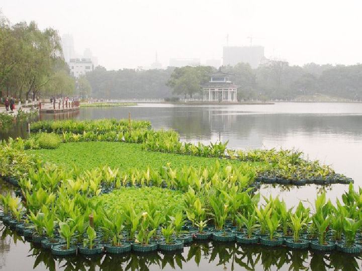 生态浮床（岛）原位净化技术