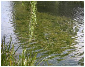 水生生态系统恢复技术