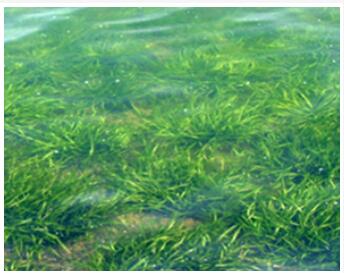 水生生态系统恢复技术